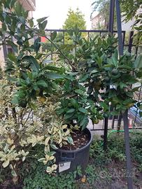 piante di agrumi: LIMETTA PURSHA