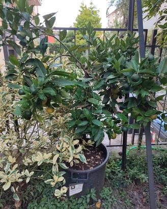 piante di agrumi: LIMETTA PURSHA