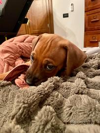 Cuccioli disponibili