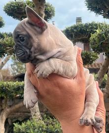 Bulldog francese blue