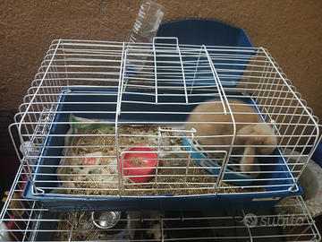 Coniglio ariete minilop