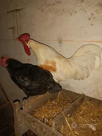 Gallo livornese