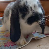 Cuccioli coniglio ariete nano