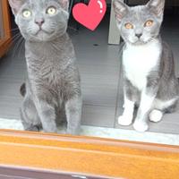 Gattini meravigliosi