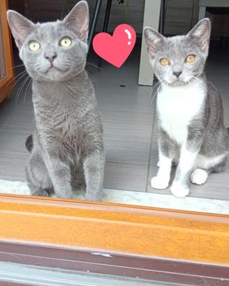 Gattini meravigliosi