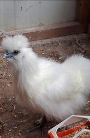 Galline moroseta