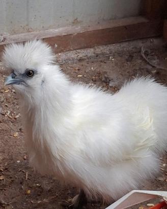 Galline moroseta