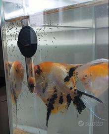 Pesci scalari acquario