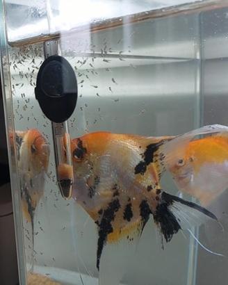 Pesci scalari acquario