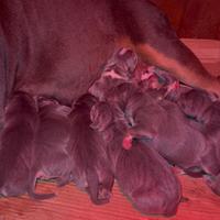 American Pitbull terrier