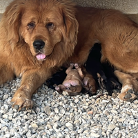 Mastino tibetano