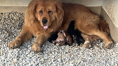 Mastino tibetano