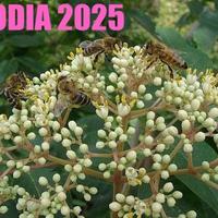 EVODIA- albero del miele