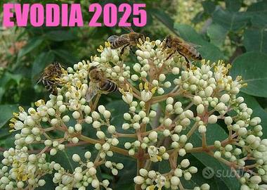 EVODIA- albero del miele