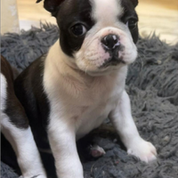 Boston terrier con pedigree ENCI/FCI