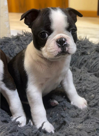 Boston terrier con pedigree ENCI/FCI