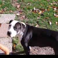 Amstaff femmina con pedigree