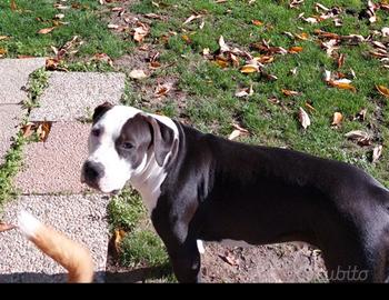 Amstaff femmina con pedigree