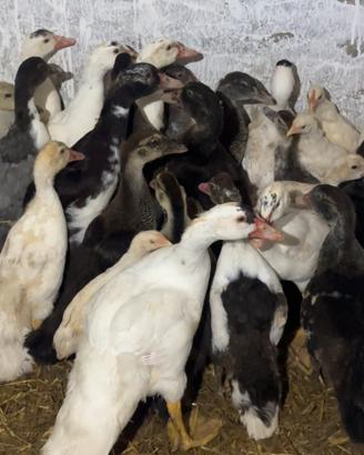 Anatre, anatroccoli, galli e galline