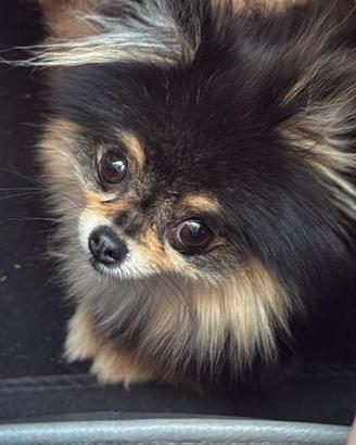 Spitz di pomerania femmina