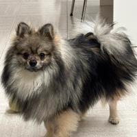 Volpino di pomerania per monta