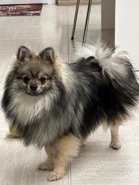 Volpino di pomerania per monta