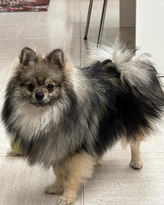 Volpino di pomerania per monta