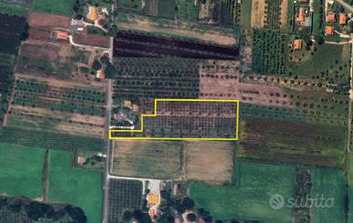 D112-Castagneto C.cci- terreno di 13000 mq. c.a