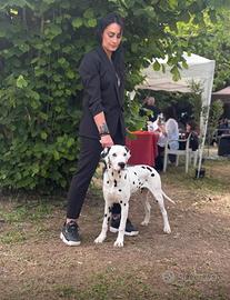 Dalmata