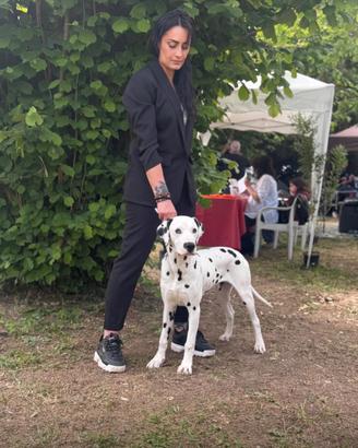 Dalmata