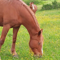 Cavallo maschio Paint no color