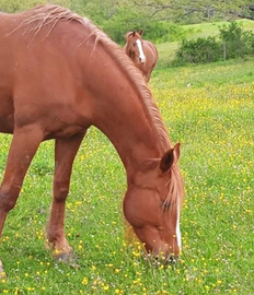 Cavallo maschio Paint no color