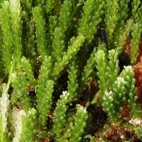 Caulerpa cylindracea alga per refugium acquario