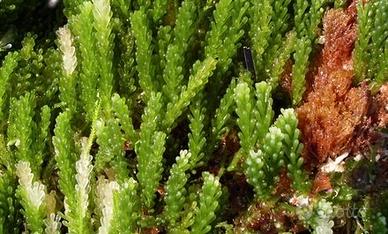 Caulerpa cylindracea alga per refugium acquario