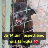 DEA E ZEUS 14 ANNI taglia media