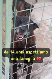 DEA E ZEUS 14 ANNI taglia media