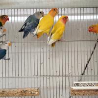 Inseparabili e fischer