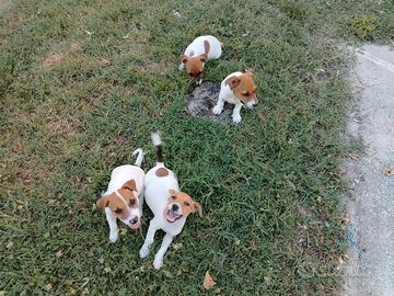 Cuccioli di Jack Russell