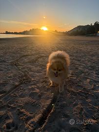 Spitz di Pomerania per monta