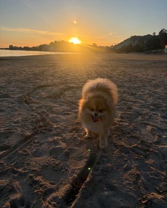 Spitz di Pomerania per monta