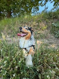 Australian sheperd