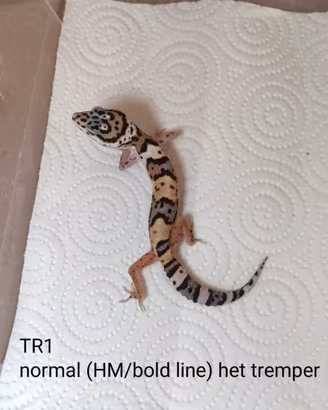 Gechi leopardini