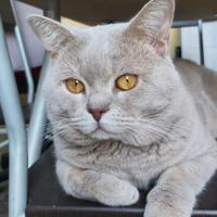 British Shorthair accoppiamento