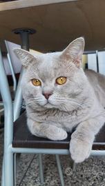 British Shorthair accoppiamento