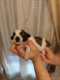Maltipoo