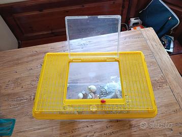 Terrario in plastica