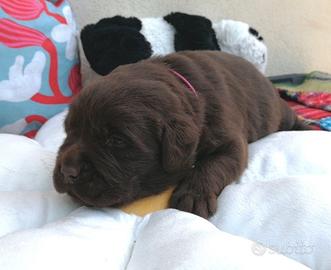 Labradors puppy chocolate