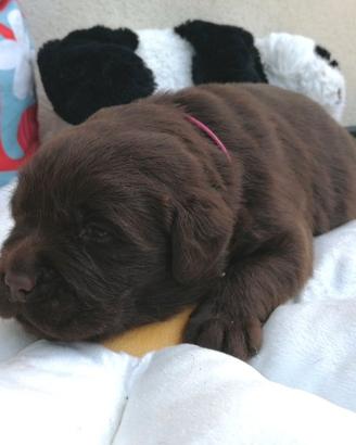 Labradors puppy chocolate