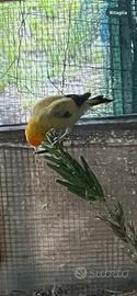Cardellino giallo