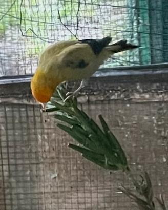 Cardellino giallo